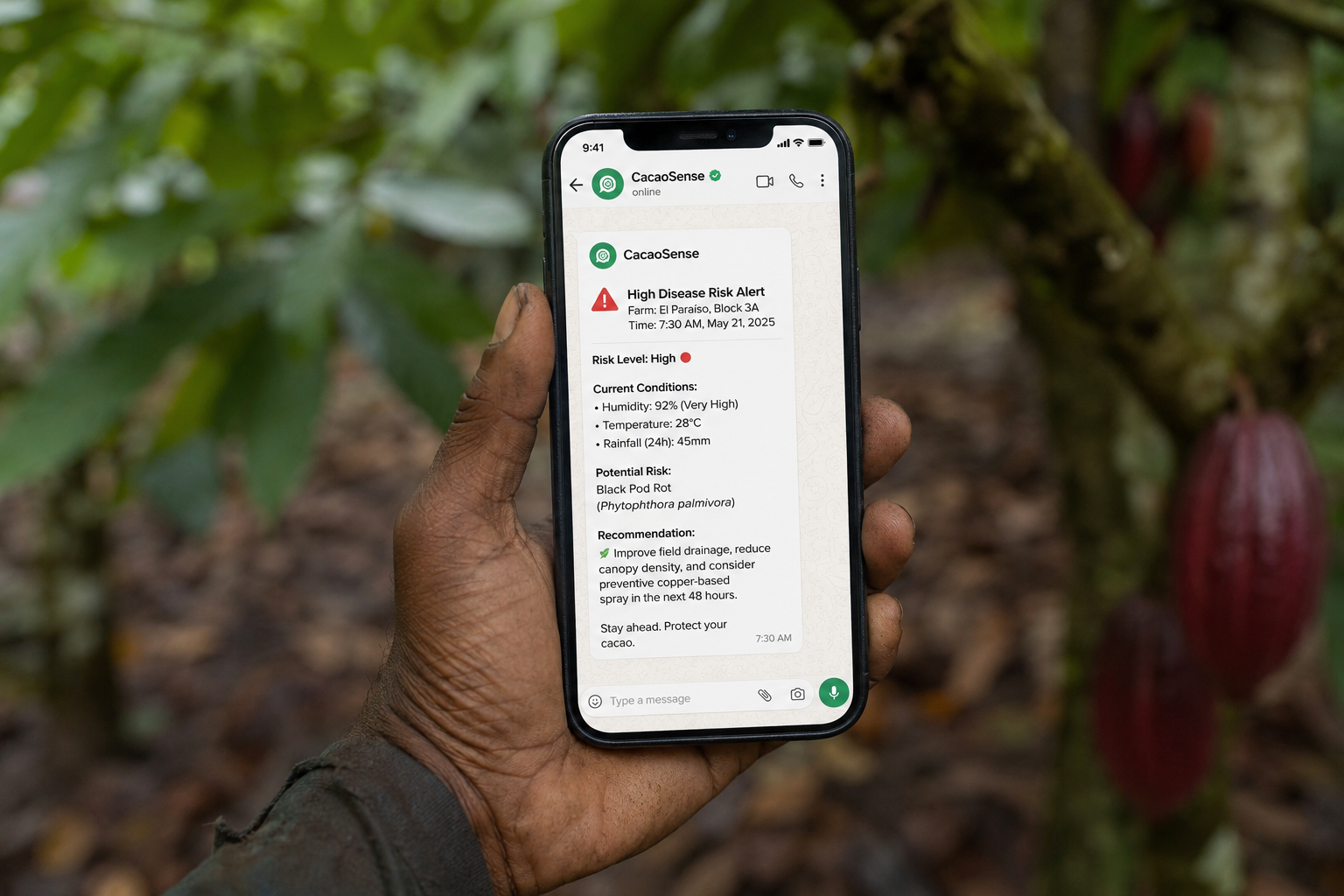 Alerta temprana de CacaoSense enviada por WhatsApp